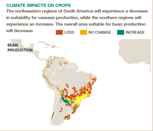 Areas for growing cassava in Latin America will shift as climate changes. #BigFacts via @cgiarclimate