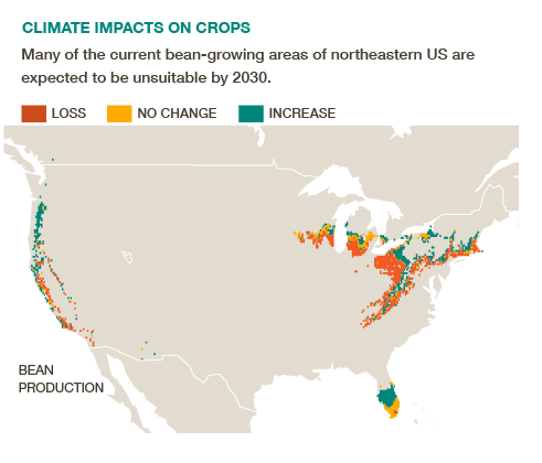Climate change: Bean growing areas in northeast USA will become less viable #BigFacts via @cgiarclimate