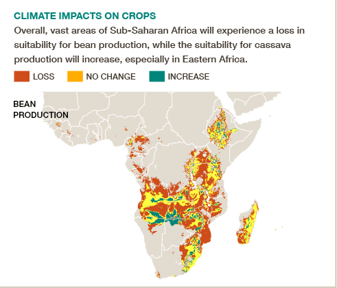 As climate changes in sub-Saharan Africa, beans will suffer & cassava will thrive #BigFacts @cgiarclimate
