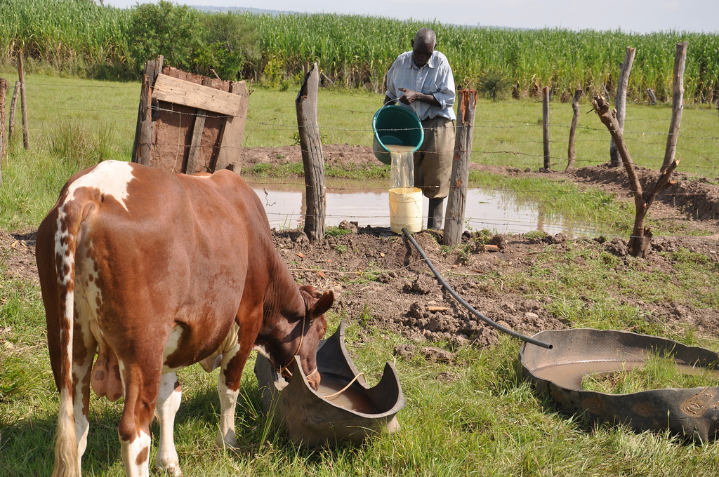 Of cabbages and cows—increasing agricultural yields in Africa