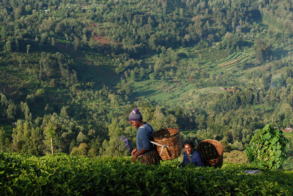 Zooming in, zooming out: exploring Kenya's agricultural ...