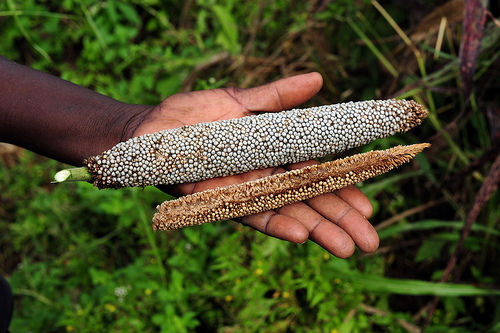 Comparison of good (top) and bad millet yields, in Ghana’s Upper West Region, wh