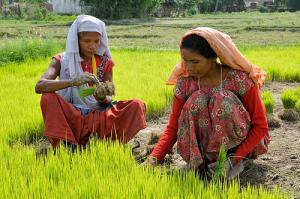 CCAFS aims to mainstream gender issues into climate smart agriculture through capacity building and research, so that women can participate and benefit to the same extent as men. Photo: N. Palmer (CIAT) CCAFS aims to mainstream gender issues into climate smart agriculture through capacity building and research, so that women can participate and benefit to the same extent as men. Photo: N. Palmer (CIAT)