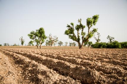 How can farmers contend with drought? Photo: F. Fiondella (IRI)