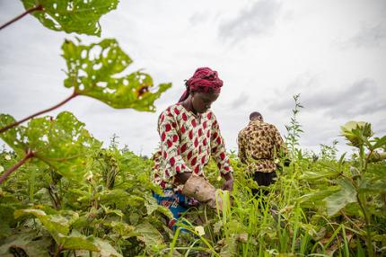 Farmers harvest okra here in the village of Loulouni in Mali. They will sell the vegetable in the weekly market and depend on this income for their survival. Photo: F. Fiondella (IRI)