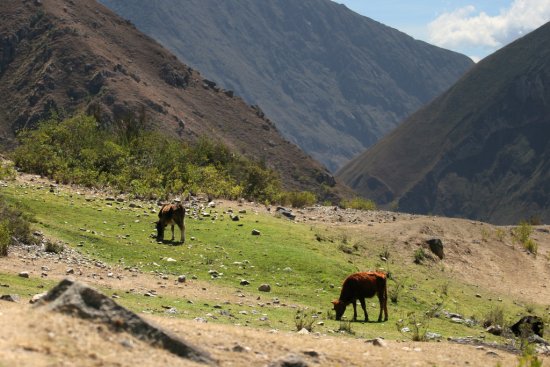 Photo: Women's main income and livelihood, livestock grazing, is threatened by the recent maca-production boom in the Peruvian highlands.