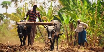 Farmer from Kenya working in the field with his cattle