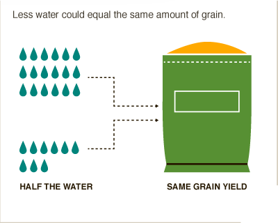 Did you know that we can grow the same amount of grain with half the water? #BigFacts via @cgiarclimate 