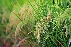 Photo: N. Palmer (CIAT)