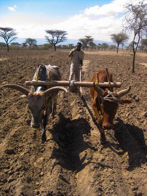 Drought related risks and solutions uncovered in new discussion paper on South Asia and East Africa