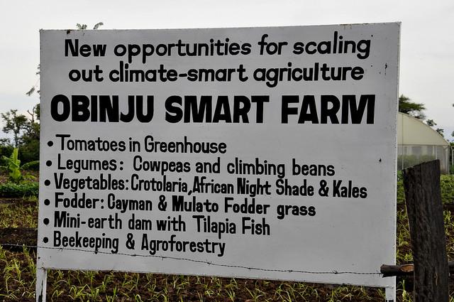 Obinju smart farm - Nyando, Kisumu County
