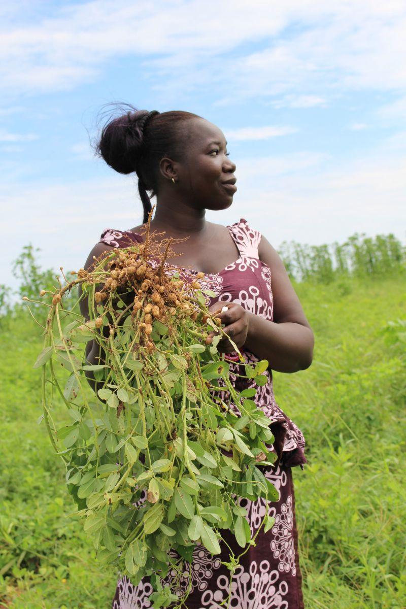 Mariama holds some groundnuts, which are nearly ripe for harvest. Photo: V. Meadu (CCAFS)
