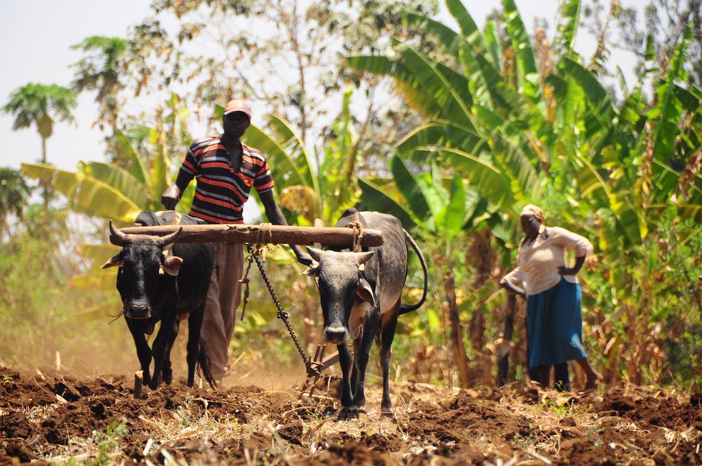Farmer from Kenya working in the field with his cattle. Adapting to the changing climate in Kenya is crucial in order to sustain farming and the livelihoods that come with it.