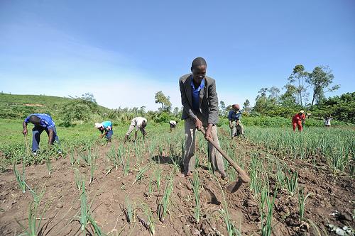 climate change agriculture risk management