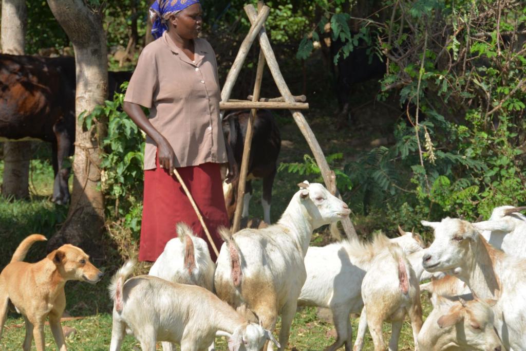 Improved goat breeds