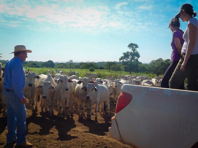 A Brazilian cattle rancher introduces his herd to the researchers. 