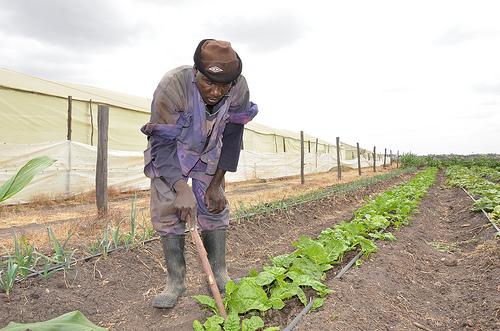 Greenhouse farming in Kenya