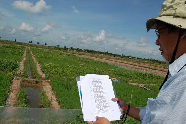 Low greenhouse-gas rice trials. Photo: V. Meadu (CCAFS)