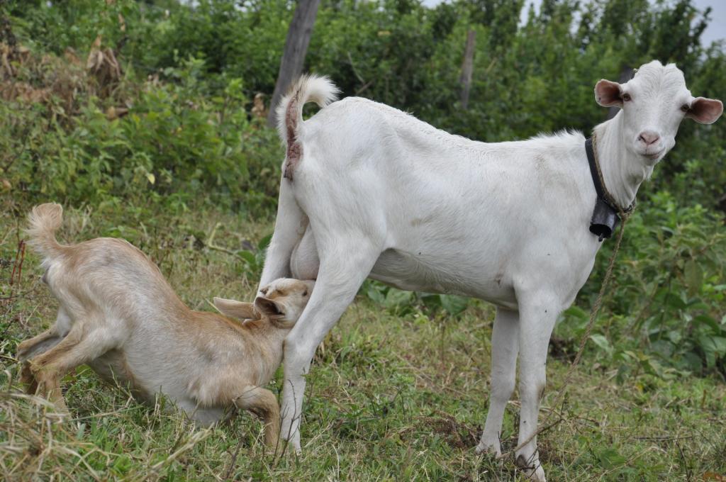Galla goats