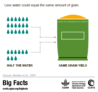Big facts: Half the water equals same yield