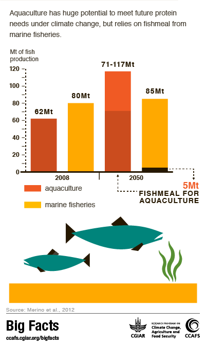 Big facts: Aquaculture adaptation
