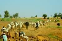 Burkina Faso: cattle in the desert
