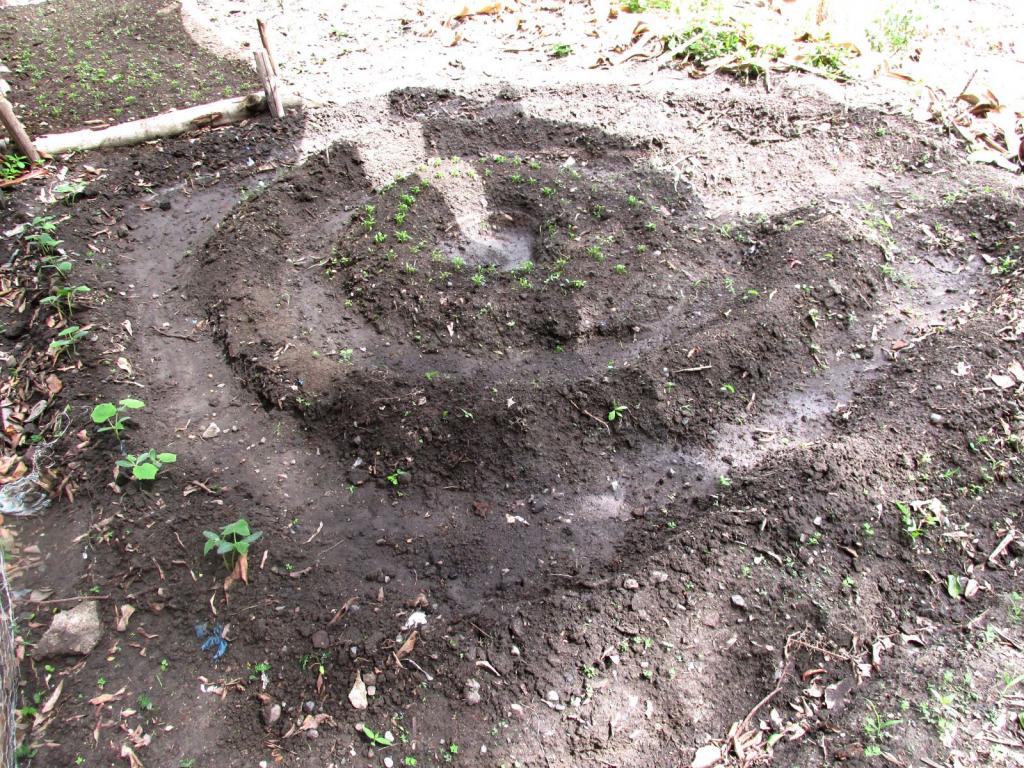 Las huertas caseras tipo mandala son una alternativa de agricultura orgánica y eficiente. Foto: D. Muñoz (CIAT)