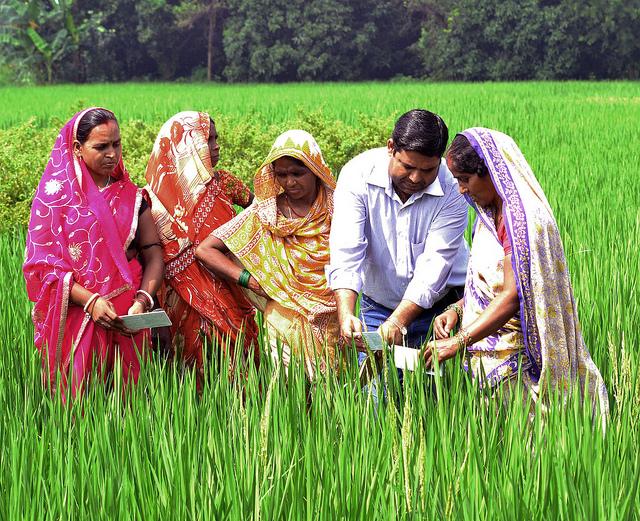 Farmers in Climate-Smart Village, Bihar, INdia. . PHOTO: V.REDDY