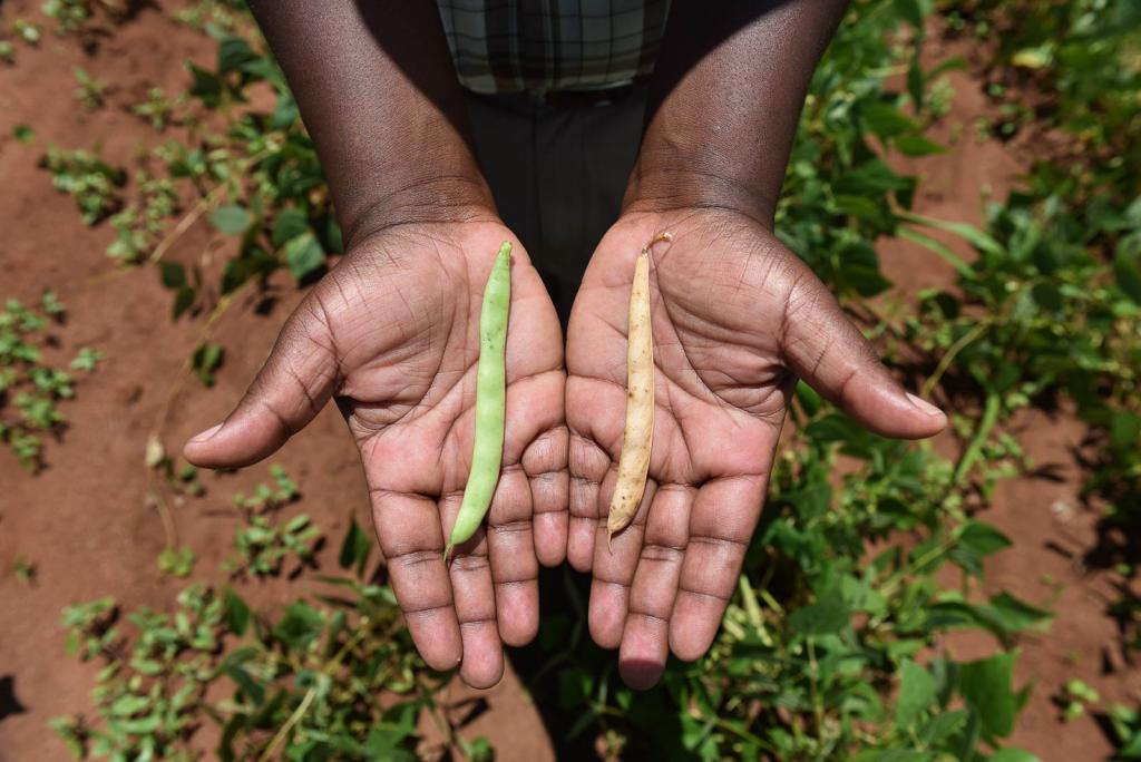 Trials of drought tolerant beans in Malawi ©2016CIAT/NeilPalmer