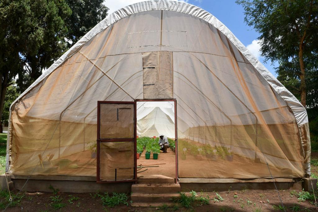 Greenhouse in Malawi ©2016CIAT/NeilPalmer