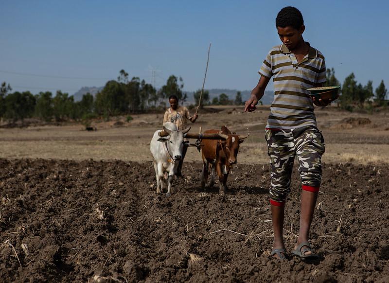 A boy in a striped shirt drops seeds into the dirt ahead of the plow, pulled by two oxen.