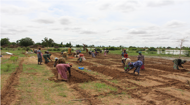 The women's group is plowing their market garden plots which will be used all year round. Photo: S. Dembélé (IER)