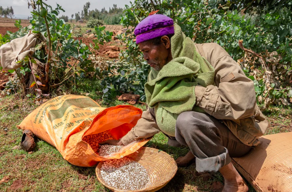 A farmer in Ethiopia prepares to spread UREA fertilizer by hand in his field after the sowing of wheat. (Photo: CIMMYT)