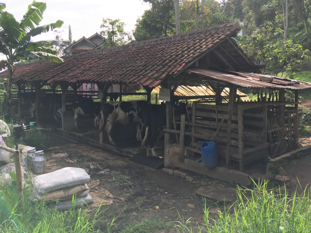 dairy cow stalls in Indonesia