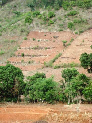 Farmer's fields with tree boundaries in Orissa, India (photo credit: Pade and Akkerman)