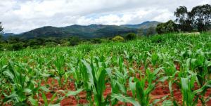 Vulnerability to climate change and variability is exacerbated by the Kamba community’s reliance on crop farming such as with maize and bean intercrops that are sensitive to drought. Photo: Olive Thiong’o (CCAFS)