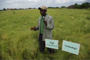 While great strides have been made in understanding climate change and its potential impacts on agriculture, data and tools are critical for designing potential adaption strategies. Photo Andualem Shimeles (EIAR)