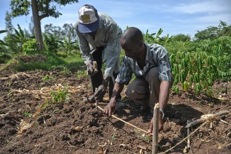 Farmers in Wote, Kenya, are getting help introducing sorghum, pigeon peas, cowpeas, and sweet potatoes to supplement the traditional maize, cassava and bean staples. Photo: K. Trautmann