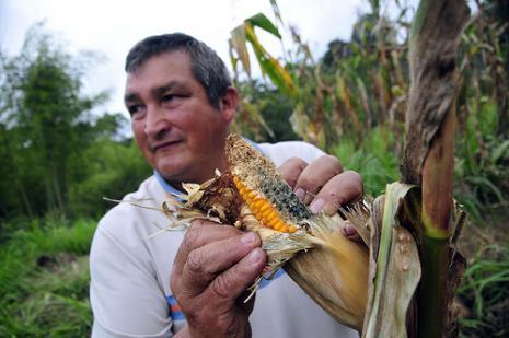 With increasing temperatures, pests and diseases are becoming a recurrent element on farms. Photo: N. Palmer (CIAT) 