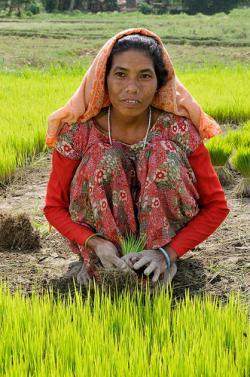 Climate models indicate that average temperatures in Rupandehi – a district in the heart of the Terai, Nepal – will rise by around 1.5 to 2 degrees by as soon as 2030. Photo: N. Palmer (CIAT)