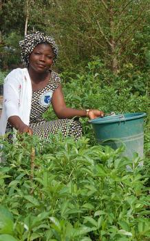 A new gender-focussed Working Paper hopes to give input to future low emissions agricultural investments. Photo: TreeAid