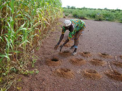 Preparing Zai holes in CCAFS West Africa site in Burkina Faso. Photo: M.Tall (CCAFS WA)
