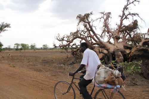 A farmer bicycling from Burkina Faso with livestock for markets in Southern Ghana
