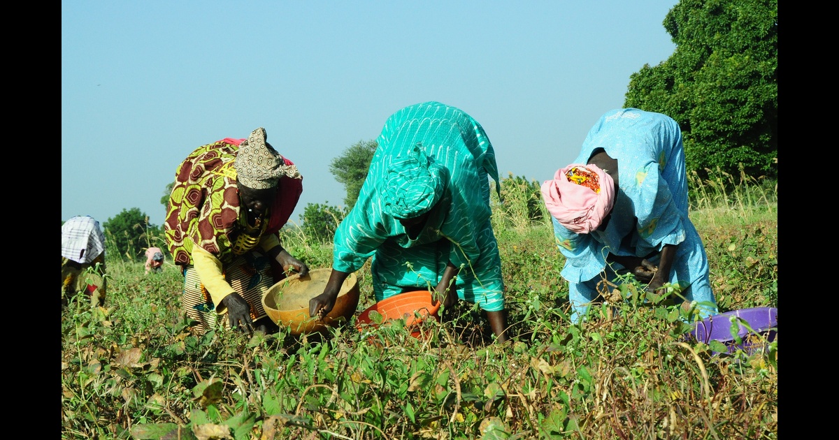 Malian Women Unite To Fight Against Drought