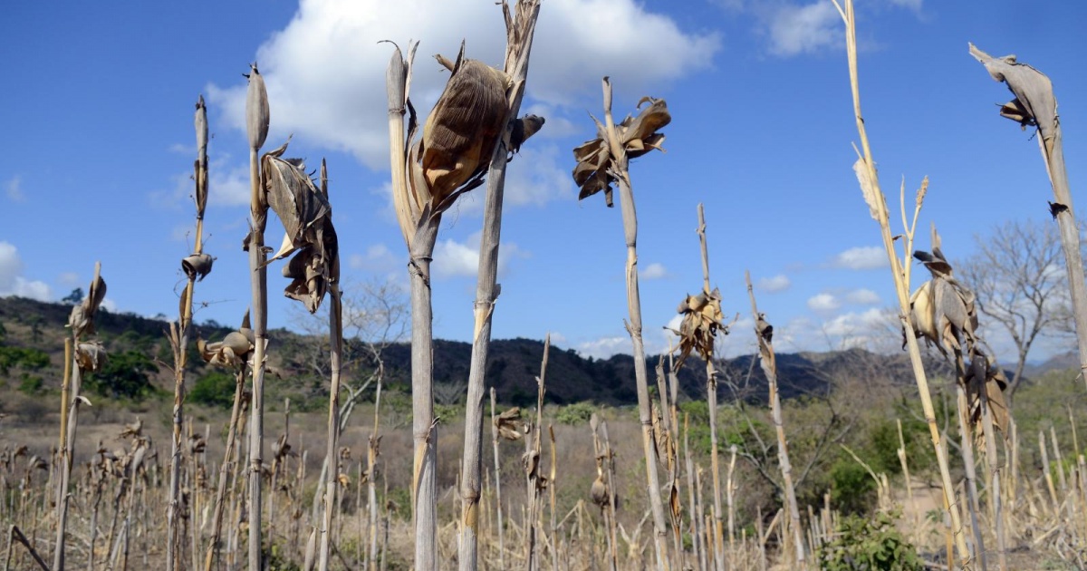 Innovative drought-drills will help Guatemala better deal  