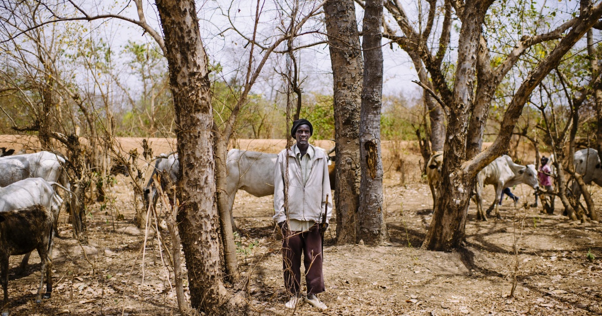 Searching for the best climate adaptation options for mixed crop and