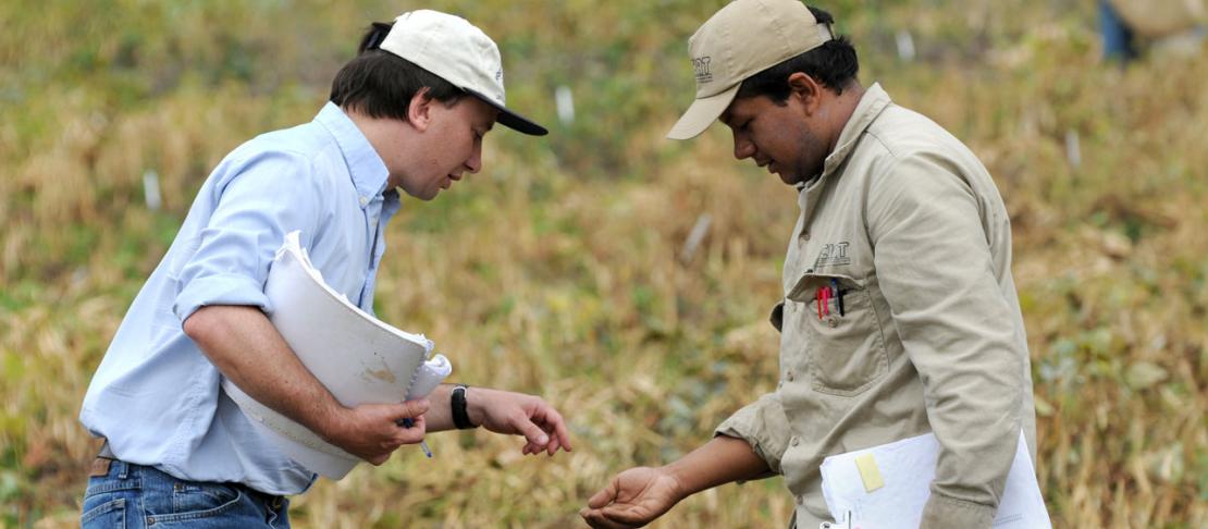 Checking experimental CIAT beans at harvest time, near the Colombian town of Darien. Source: https://www.flickr.com/photos/ciat/3852767217/in/set-72157622007850085/