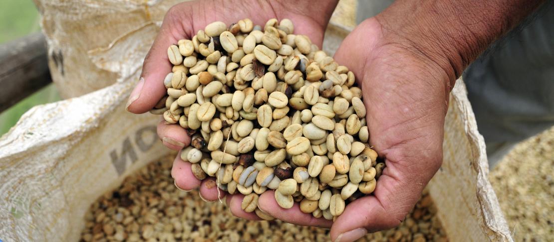 Dehusked and dried coffee beans at a farm in Cauca, southwestern Colombia. Source: https://www.flickr.com/photos/ciat/5244282683/