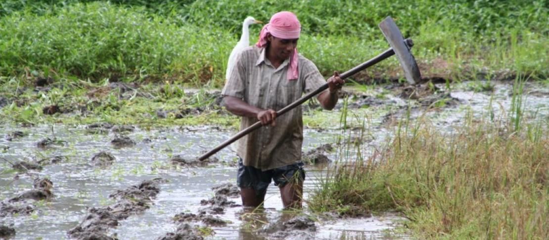 A farmer tends his rice crop in the Ratnapura area of Sri Lanka. Source: https://www.flickr.com/photos/iwmi/6214021032/in/set-72157626413157695/