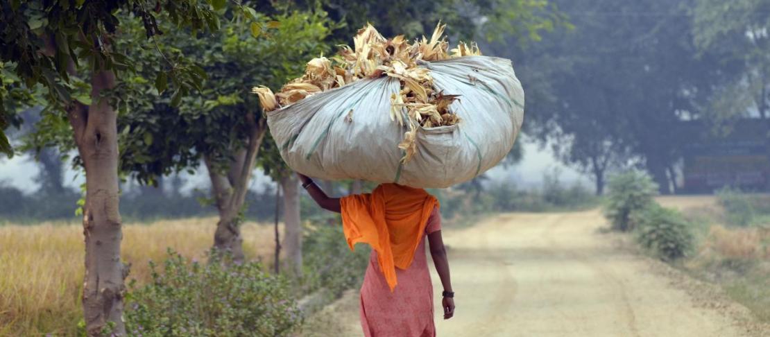 Maize in transit, near Sangrur, SE Punjab. Source: https://www.flickr.com/photos/ciat/6314791559/in/set-72157628094696830/